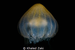 Pulp Fiction  The last jelly fish in the area for 2017 by Khaled Zaki 